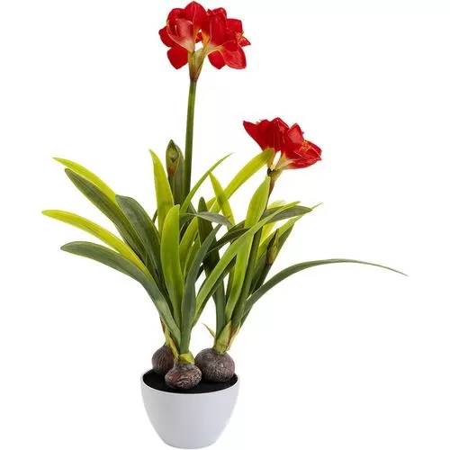Φυτό Amaryllis Πράσινο-Κόκκινο 98 εκ.