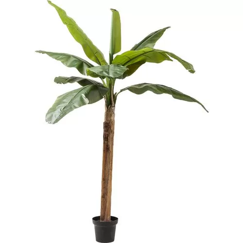 Διακοσμητικό Φυτό Banana Tree 190 εκ.