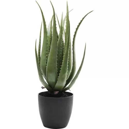 Διακοσμητικό Φυτό Aloe 69 εκ.