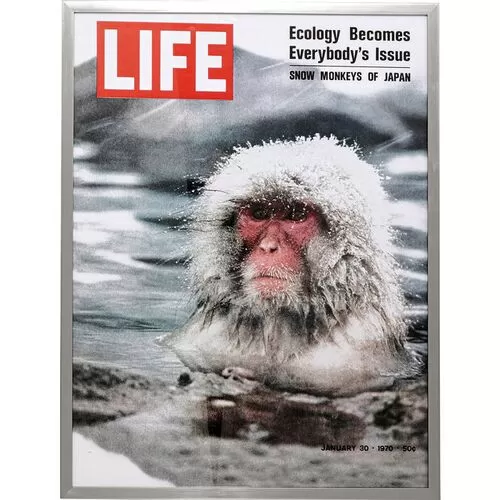 Πίνακας Frame Magazin Monkey